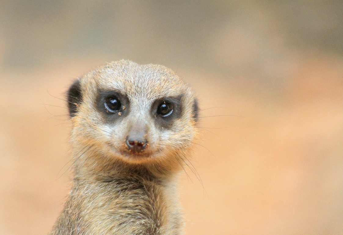 The Weirdest Facts About Animals You Won’t Believe Are True hero image