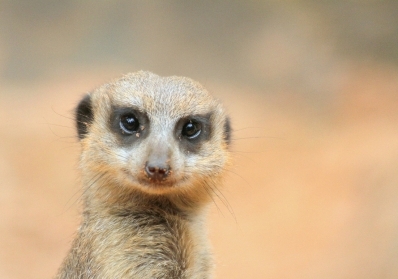 The Weirdest Facts About Animals You Won’t Believe Are True image sidebar